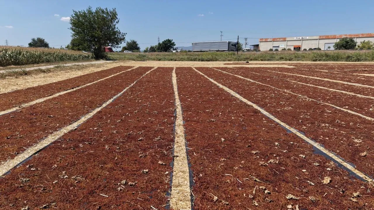 Manisa'da Üzüm Hasadı Yolları Renk Cümbüşüne Çevirdi!